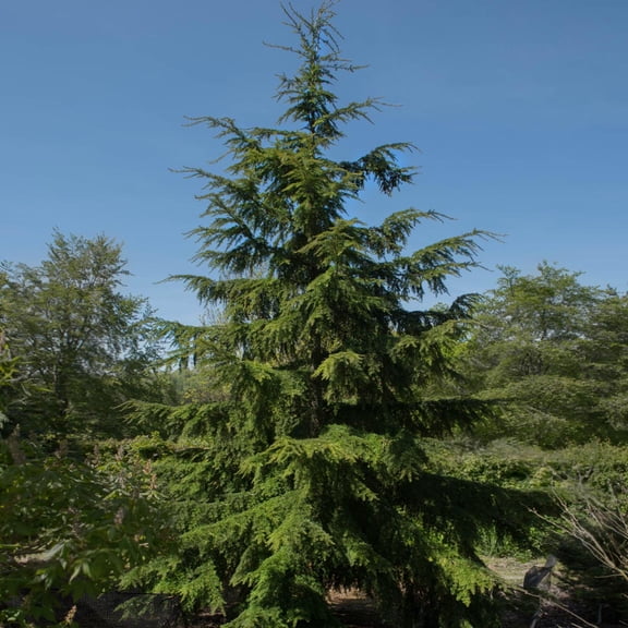 Brighter Blooms - Canadian Hemlock Tree, 1 gal - No Shipping to AK, AZ, HI, WI