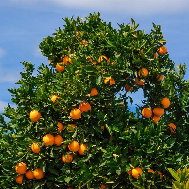 orangetree　 Clementine Mandarin Tree | Plants Express