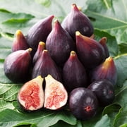 Brighter Blooms - Celeste Fig Tree, 3 gal - No Shipping to AK, AZ, HI, OR