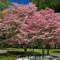 thumbnail image 1 of Brighter Blooms - Cherokee Brave Dogwood, 4-5 ft. - No Shipping To AK, AZ, FL, HI, 1 of 4