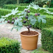 Brighter Blooms - Chicago Hardy Fig Tree, 1 Qt. - No Shipping To AK, AZ, HI, OR