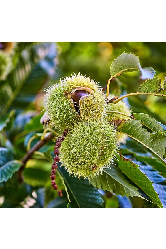 - Chinese Chestnut Tree, 4-5 ft. - No Shipping to AK, AZ, CA, HI, OR, TX, WA