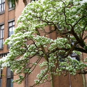Brighter Blooms - Chinese Fringe Tree, 4-5 ft. - No Shipping to AK, AZ, HI