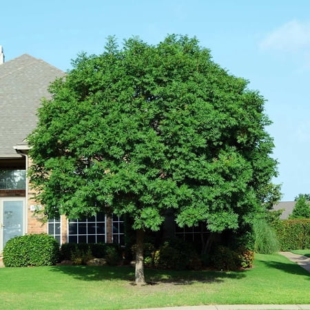 Brighter Blooms - Chinese Pistache Tree, 5-6 ft. - No Shipping To AK, AZ, HI
