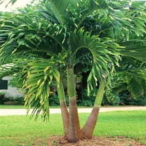 Brighter Blooms - Christmas Palm, 3 gal - No Shipping to AK, AZ, HI, TX