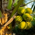 thumbnail image 1 of Brighter Blooms - Coconut Palm Tree, 3 gal - No Shipping to AK, AZ, CA, HI, TX, 1 of 5