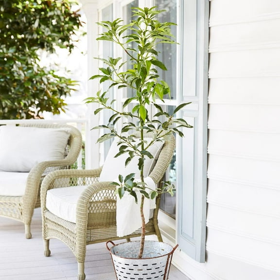 Brighter Blooms - Cold Hardy Avocado Tree, 4-5 ft. - No Shipping to AK, AZ, HI, OR
