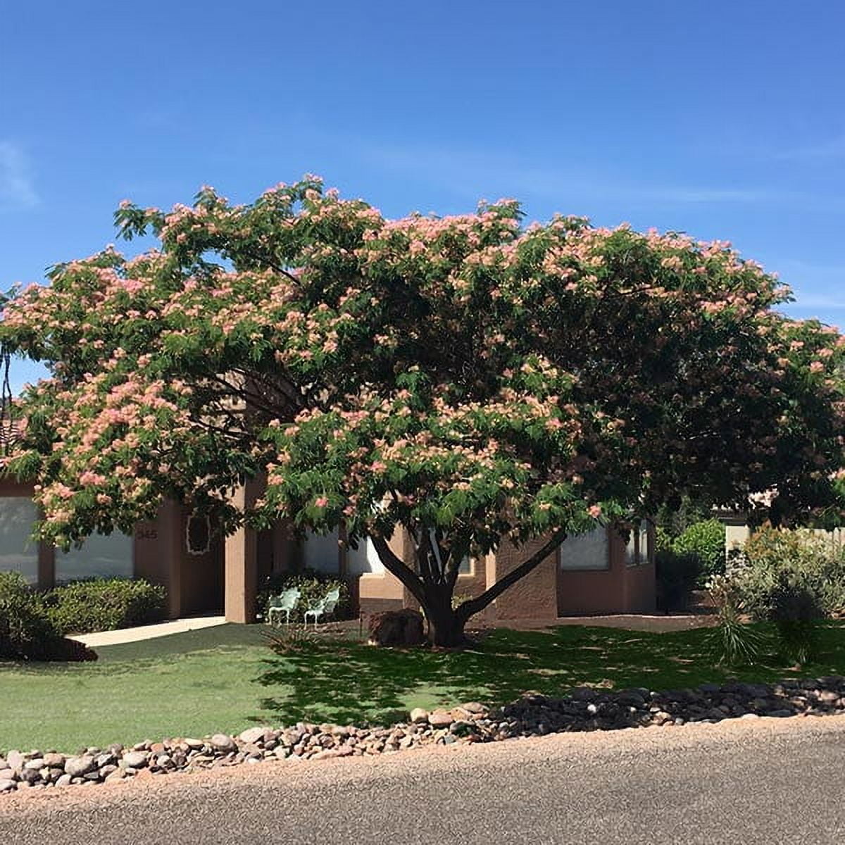 Brighter Blooms - Cold Hardy Mimosa Tree, 1-2 ft. - No Shipping To