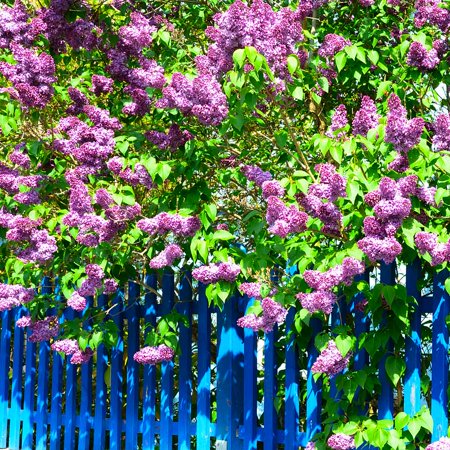 Brighter Blooms - Common Purple Lilac, 2 gal - No Shipping to AK, AZ, HI