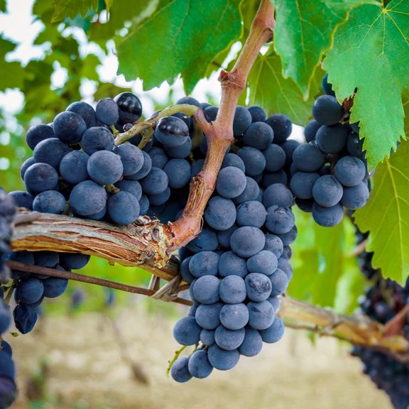 Brighter Blooms - Concord Grape, 1 gal - No Shipping to AK, AZ, CA, HI, ID, NY, OR, WA