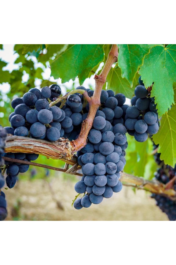 - Concord Grape, 1 gal - No Shipping to AK, AZ, CA, HI, ID, NY, OR, WA