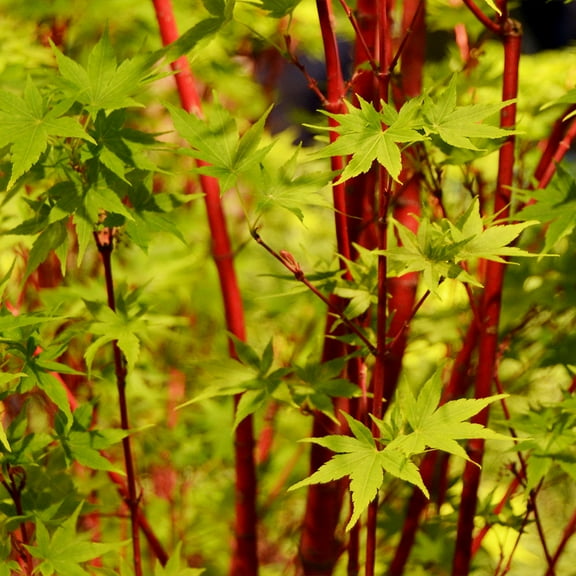 Brighter Blooms - Coral Bark Japanese Maple Tree, 4-5 ft. - No Shipping To AK, AZ, HI
