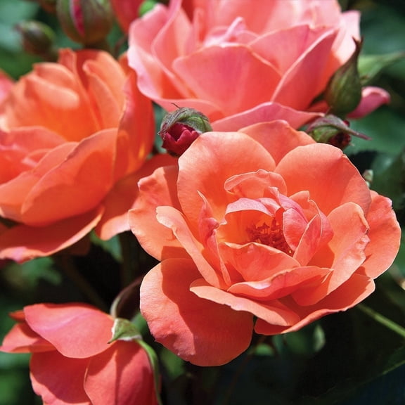 Brighter Blooms - Coral Knock Out Rose Shrub, 3 gal - No Shipping to AK, AZ, HI