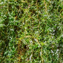 Brighter Blooms - Corkscrew Willow Tree, 4-5 ft. - No Shipping to AK, AZ, HI, OR