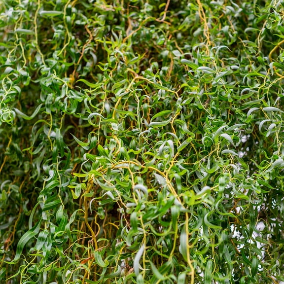 Brighter Blooms - Corkscrew Willow Tree, 6-7 ft. - No Shipping To AK, AZ, HI, OR