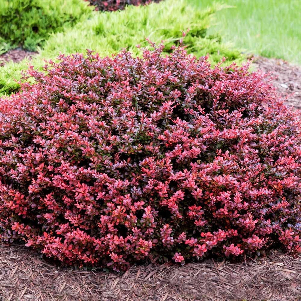 Brighter Blooms Crimson Pygmy Barberry Shrub Plant Seeds - Walmart.com
