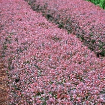 Brighter Blooms - Crimson Pygmy Barberry Shrub, 3 gal - No Shipping to AK, AZ, HI, IN, MA, ME, MI, ND, NY, PA, WA, WV