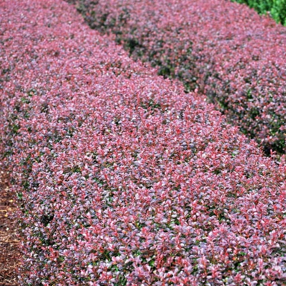 Brighter Blooms - Crimson Pygmy Barberry Shrub, 3 gal - No Shipping to AK, AZ, HI, IN, MA, ME, MI, ND, NY, PA, WA, WV