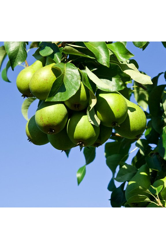 - D'Anjou Pear Tree, 4-5 ft. - No Shipping to AK, AR, AZ, CA, HI, ID, LA, WA