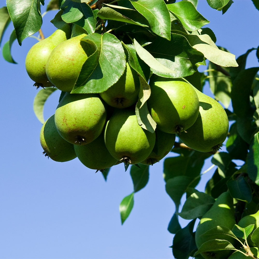 Brighter Blooms D'Anjou Pear Tree