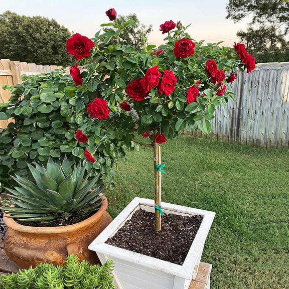 Brighter Blooms - Dancing in the Dark Rose Tree, 2-3 ft. - No Shipping To AK, AZ, HI