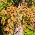 thumbnail image 1 of Brighter Blooms - Dawn Redwood Tree, 3-4 ft. - No Shipping To AK, AZ, HI, 1 of 6