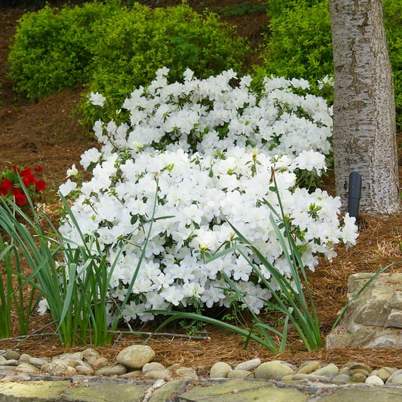 Brighter Blooms - Delaware Valley White Azalea, 3 gal - No Shipping to AK, AZ, HI