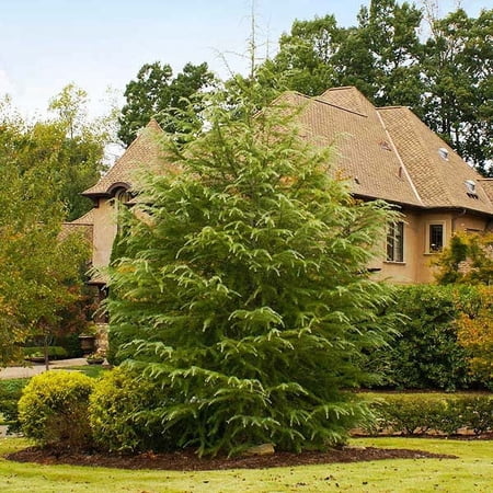 Brighter Blooms - Deodar Cedar Tree, 1-2 ft. - No Shipping to AK, AZ, HI