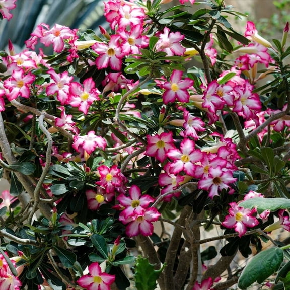 Brighter Blooms - Desert Rose Adenium, 3 gal - No Shipping to AK, AZ, HI