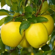 Brighter Blooms - Dorsett Golden Apple Tree, 4-5 ft. - No Shipping To AK, AZ, HI, ID, OR, WA