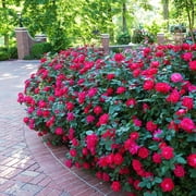 أزهار أكثر إشراقًا - شجيرة ورد مزدوجة، 1 جالون - لا يوجد شحن إلى AK، AZ، HI