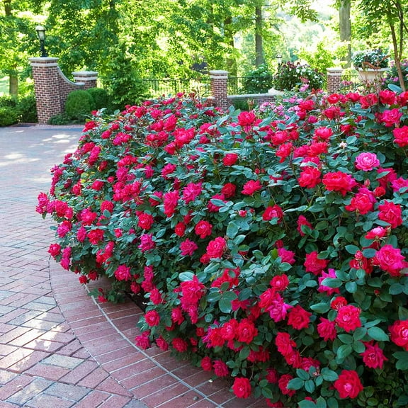 Brighter Blooms - Double Knock Out® Rose Shrub, 2 gal - No Shipping to AK, AZ, HI