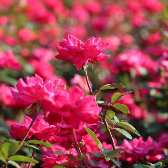 Brighter Blooms - Double Pink Knock Out® Rose Shrub, 1 gal - No Shipping to AK, AZ, HI
