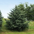 thumbnail image 1 of Brighter Blooms - Drought-Tolerant Evergreen Tree, 4-5 ft. - No Shipping to AK, AZ, HI, 1 of 6