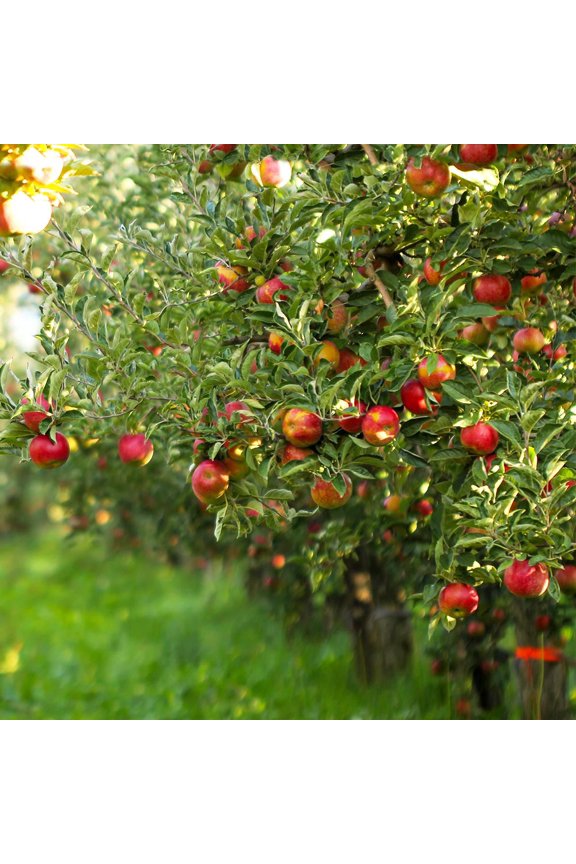 - Gala Apple Tree, 4-5 ft. - No Shipping to AK, AZ, CA, HI, ID, OR, WA