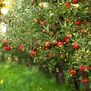 Brighter Blooms - Gala Apple Tree, 4-5 ft. - No Shipping to AK, AZ, CA, HI, ID, OR, WA