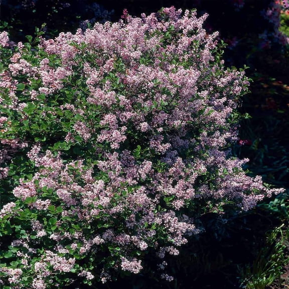 Brighter Blooms - Dwarf Korean Lilac Shrub, 3 gal - No Shipping to AK, AZ, HI