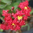 thumbnail image 1 of Brighter Blooms - Dynamite Crape Myrtle Tree, 3-4 ft. - No Shipping to AK, AZ, HI, OR, 1 of 7