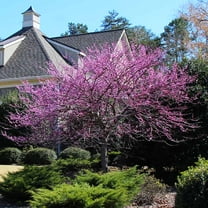 Brighter Blooms - Eastern Redbud, 3-4 ft. - No Shipping To AK, AZ, HI, OR