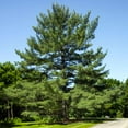 thumbnail image 1 of Brighter Blooms - Eastern White Pine Tree, 1-2 ft. - No Shipping To AK, AZ, CA, HI, MT, OR, WI, 1 of 5