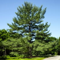 Brighter Blooms - Eastern White Pine Tree, 1-2 ft. - No Shipping To AK, AZ, CA, HI, MT, OR, WI