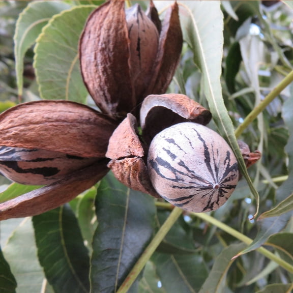 Brighter Blooms - Elliot Pecan Tree, 3-4 ft. - No Shipping To AK, AZ, CA, HI, NM, TX