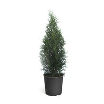 Brighter Blooms - Emerald Green Arborvitae Tree, 1-2 ft. - No Shipping To AZ and OR
