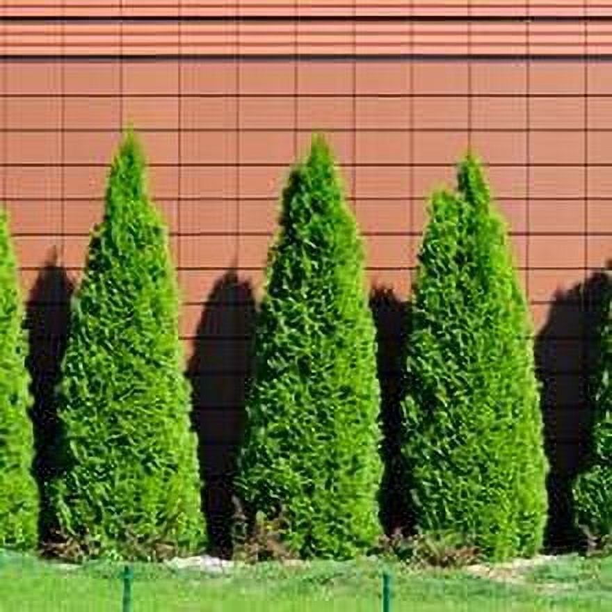Brighter Blooms Emerald Green Thuja Tree - 2-3 ft. - Walmart.com