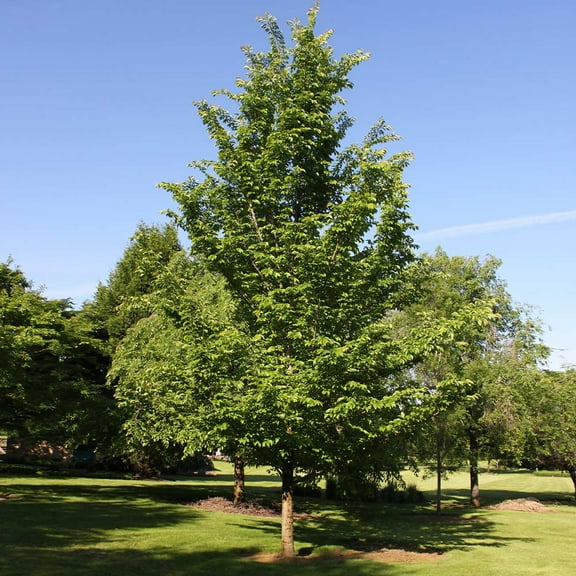 Brighter Blooms - Emerald Sunshine® Elm Tree, 4-5 ft. - No Shipping to AK, AZ, HI, OR