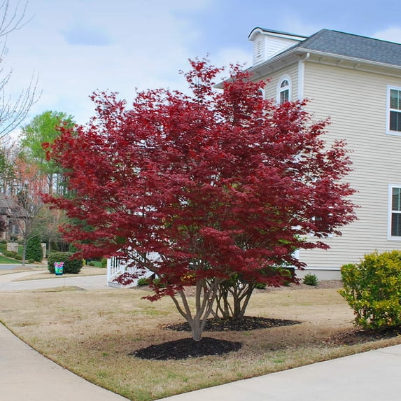 Brighter Blooms - Emperor Japanese Maple Tree, 4-5 ft. - No Shipping To AK, AZ, HI