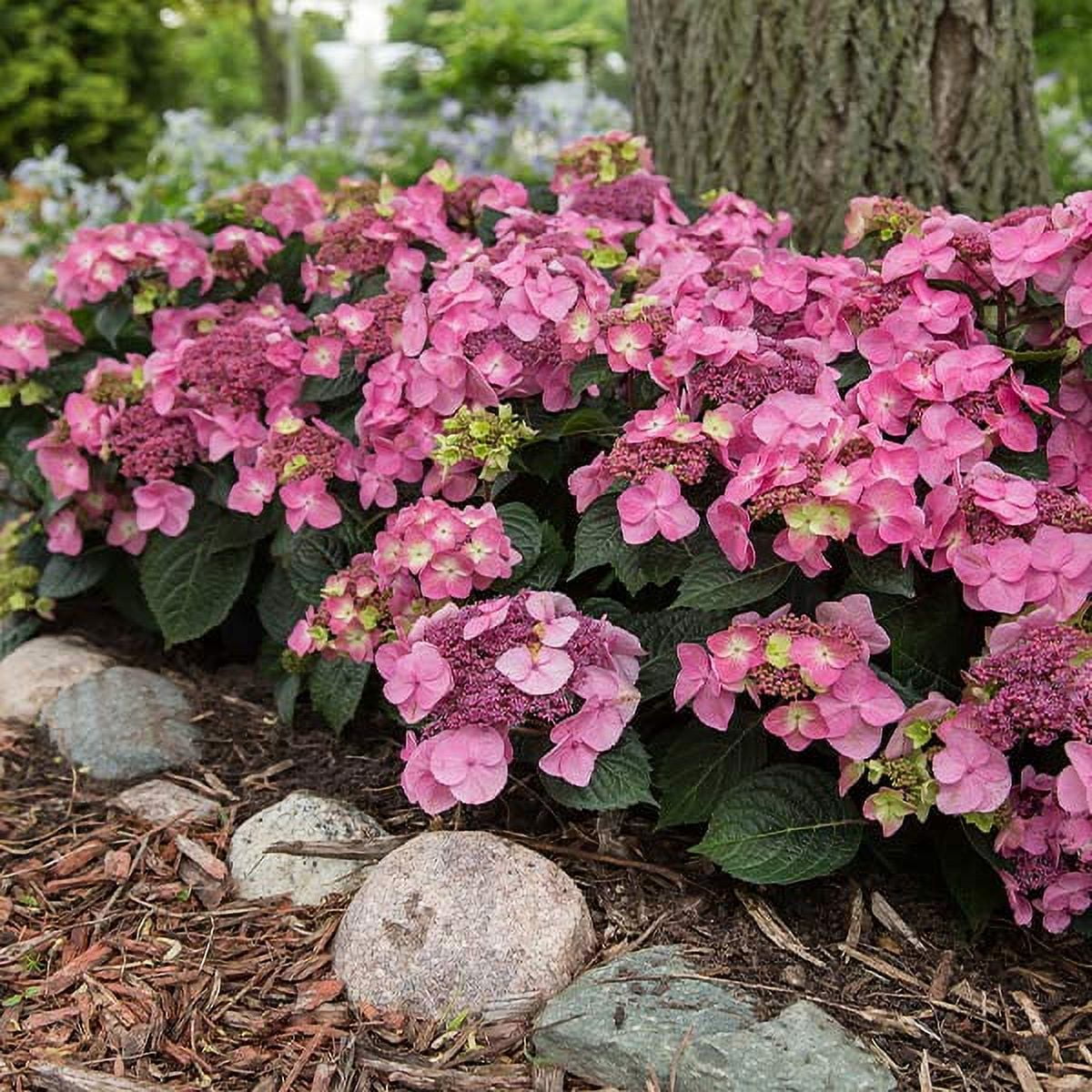 Brighter Blooms Endless Summer Pop Star Bigleaf Hydrangea, 3 gal