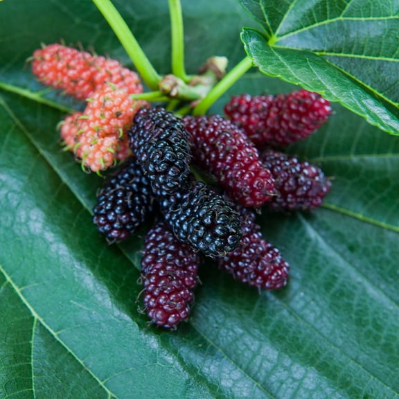 Brighter Blooms - Everbearing Mulberry Tree, 1-2 ft. - No Shipping To AK, AZ, HI, OR, TX