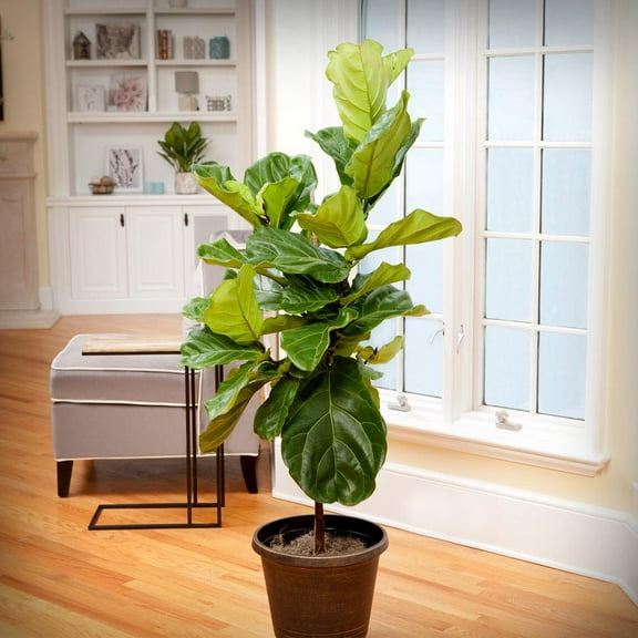 Brighter Blooms - Fiddle-Leaf Fig Tree, 3-4 ft. - No Shipping To AK, AZ, HI, OR