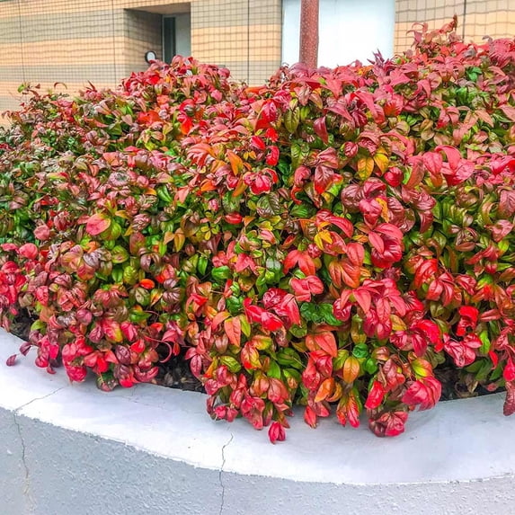 Brighter Blooms - Fire Power Nandina Shrub, 1 gal. - No Shipping To AK, AZ, HI, OR